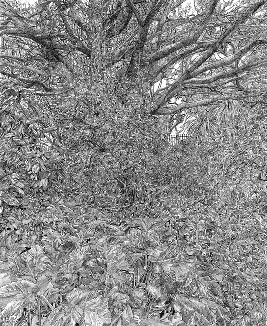 'St Kilda Botanical Garden Study'